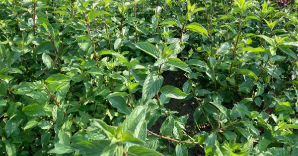 borsmenta gyógynövény