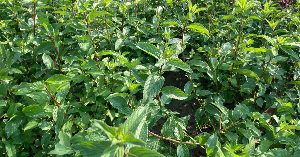 borsmenta gyógynövény