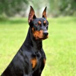 doberman kutya