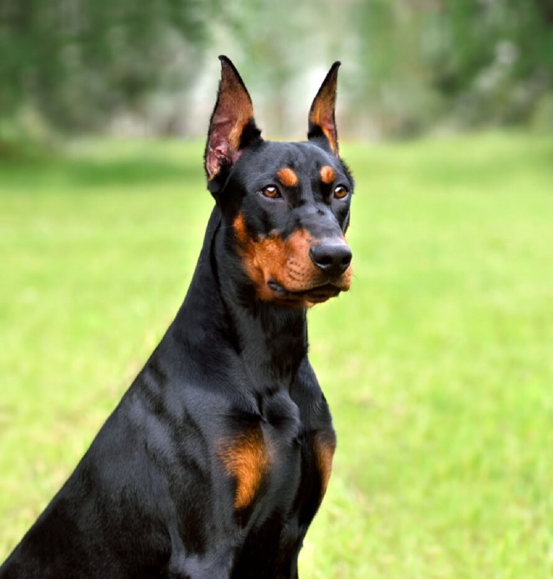 doberman kutya