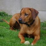 Rhodesian ridgeback kutya