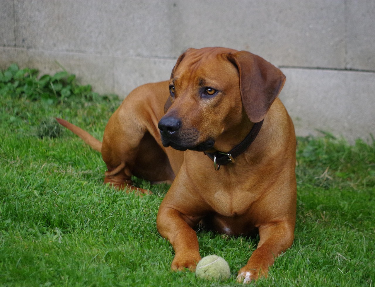 Rhodesian ridgeback kutya