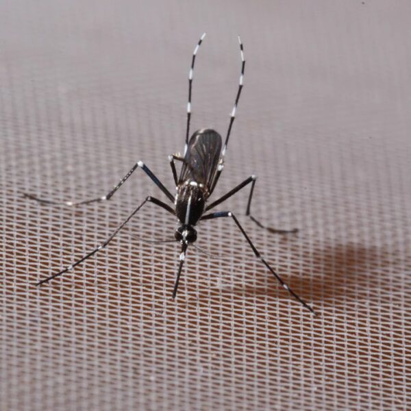 Tigrisszúnyogok és veszélyes kórokozók