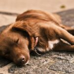 kutyák bélgyulladása