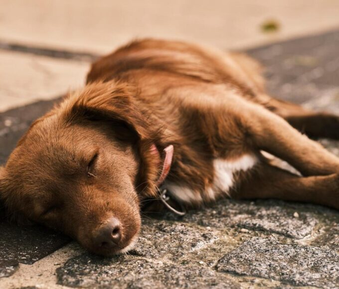 kutyák bélgyulladása