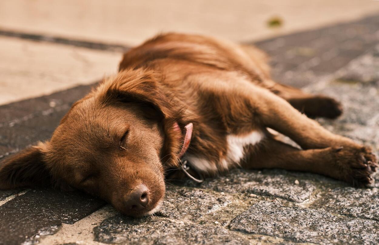 kutyák bélgyulladása
