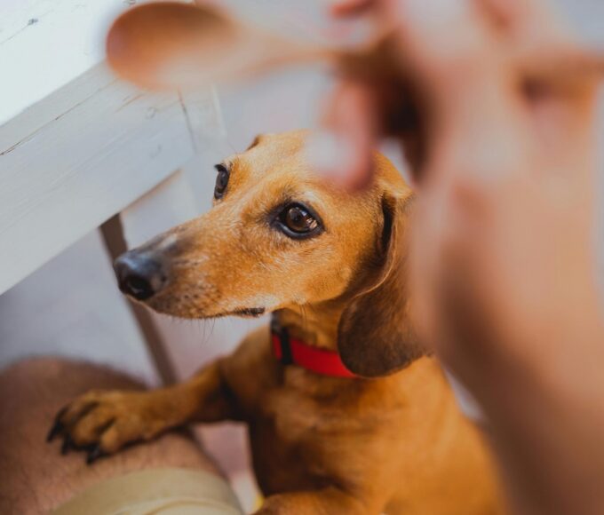 kutya sertéshús ennivaló