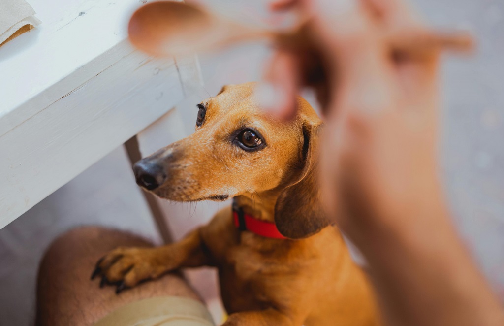 kutya sertéshús ennivaló